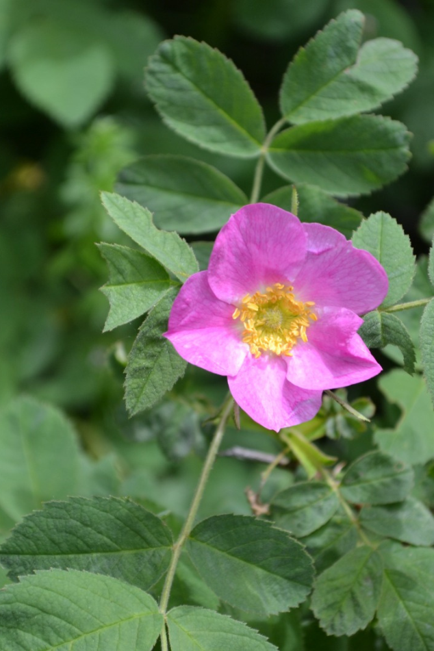 rosa canina_img per box